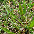 Blätterfoto Taraxacum palustre aggr.