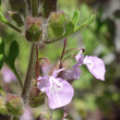 Blütenfoto Teucrium botrys