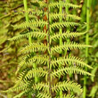 Blätterfoto Thelypteris palustris