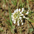 Blütenfoto Thlaspi caerulescens