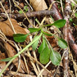 Blätterfoto Thlaspi montanum