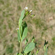 Blätterfoto Thlaspi perfoliatum