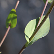 Stängel-/Stammfoto Thlaspi perfoliatum