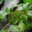 Blätterfoto Thlaspi rotundifolium