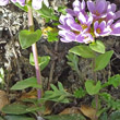 Foto von Besonderheit Thlaspi rotundifolium subsp. corymbosum