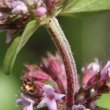 Stängel-/Stammfoto Thymus alpestris