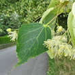Blätterfoto Tilia cordata