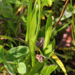 Blätterfoto Tofieldia calyculata