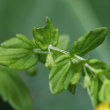 Blätterfoto Tozzia alpina