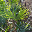 Blätterfoto Trachycarpus fortunei
