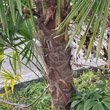 Stängel-/Stammfoto Trachycarpus fortunei