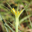 Blütenfoto Tragopogon dubius