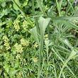 Blätterfoto Tragopogon porrifolius
