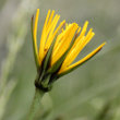 Blütenfoto Tragopogon pratensis