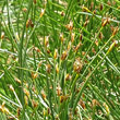 Stängel-/Stammfoto Trichophorum cespitosum