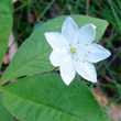 Blütenfoto Trientalis europaea