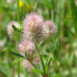 Blütenfoto Trifolium arvense