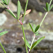 Blätterfoto Trifolium arvense