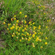Habitusfoto Trifolium aureum