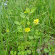 Habitusfoto Trifolium campestre