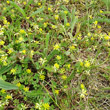 Foto von Besonderheit Trifolium dubium