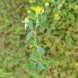 Habitusfoto Trifolium dubium