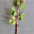 Blätterfoto Trifolium dubium
