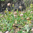 Habitusfoto Trifolium fragiferum
