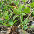 Blätterfoto Trifolium fragiferum