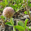 Fruchtfoto Trifolium fragiferum