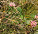 Habitusfoto Trifolium hybridum