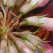 Foto von Besonderheit Trifolium hybridum