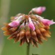 Blütenfoto Trifolium hybridum