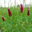 Habitusfoto Trifolium incarnatum