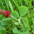 Blätterfoto Trifolium incarnatum
