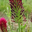 Foto Kelch Trifolium incarnatum