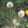 Blütenfoto Trifolium montanum
