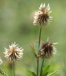 Foto von Besonderheit Trifolium montanum