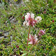 Habitusfoto Trifolium pallescens