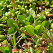 Blätterfoto Trifolium pallescens