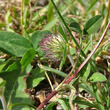 Foto von Besonderheit Trifolium pallescens