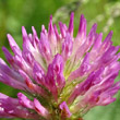 Blütenfoto Trifolium pratense