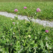 Habitusfoto Trifolium pratense