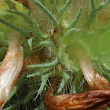 Foto Kelch Trifolium pratense subsp. nivale