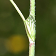 Stängel-/Stammfoto Trifolium pratense subsp. nivale