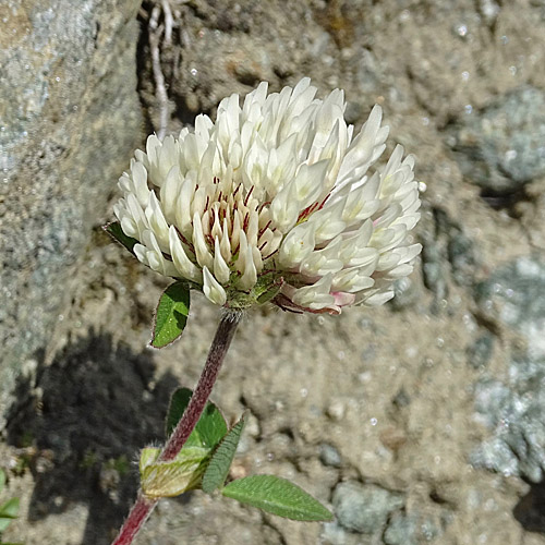 Blütenfoto Trifolium pratense subsp. nivale