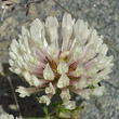 Portraitfoto Trifolium pratense subsp. nivale