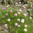 Habitusfoto Trifolium pratense subsp. nivale