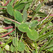 Blätterfoto Trifolium pratense subsp. nivale