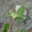 Foto von Besonderheit Trifolium pratense subsp. nivale